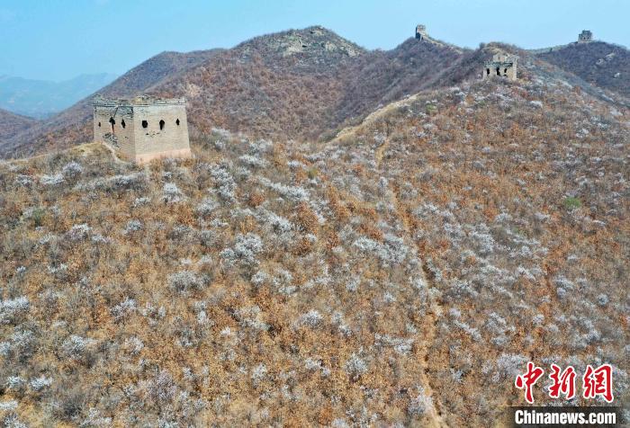 Scenery of the Great Wall in sea of flowers in N China’s Hebei Province