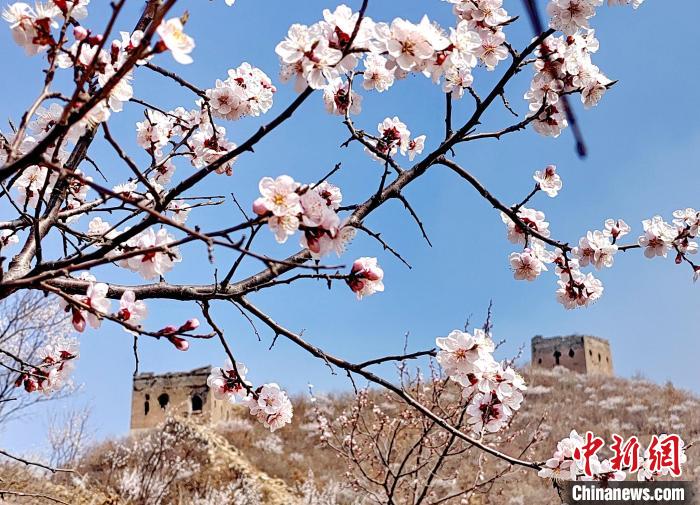 Scenery of the Great Wall in sea of flowers in N China’s Hebei Province