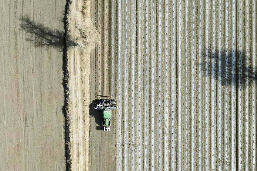 Spring sowing of cotton starts in Xinjiang