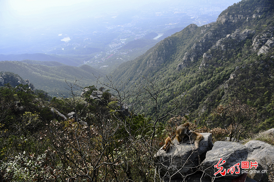 Ecological beauty at Lushan Mountain attracts tourists