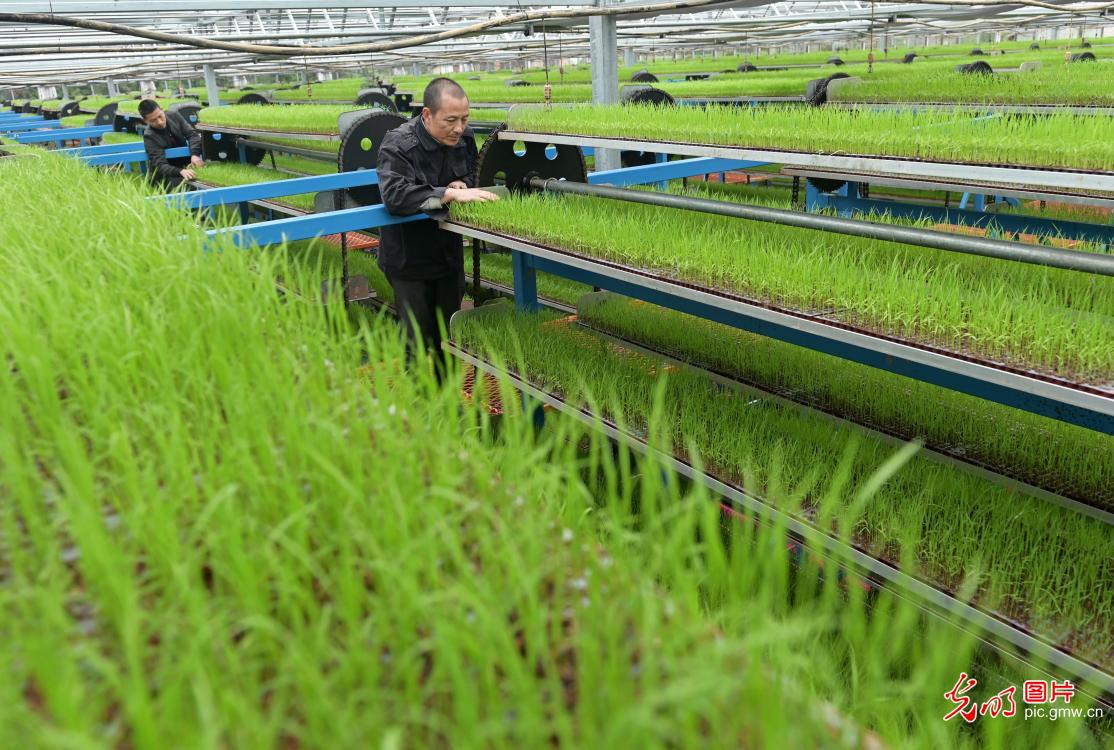 Staff inspecting growth of rice seedlings in C China's Hunan