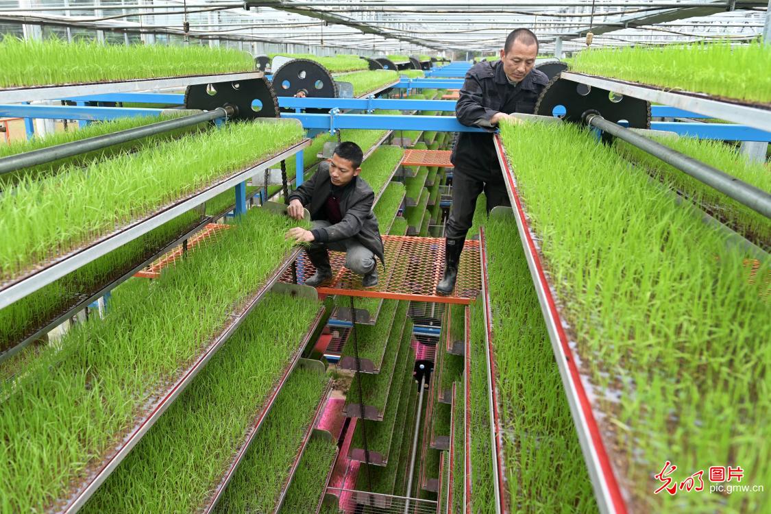 Staff inspecting growth of rice seedlings in C China's Hunan