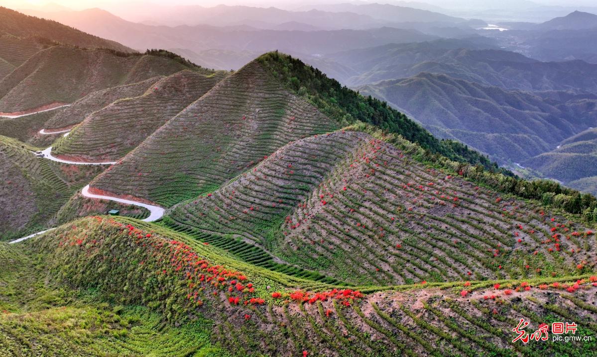 Picturesque scenery of tea garden in C China's Hunan