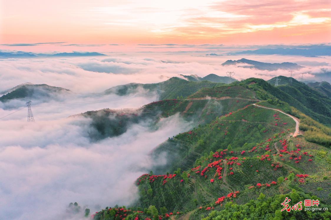 In Pics: clouds shrouded tea garden in E China's Anhui