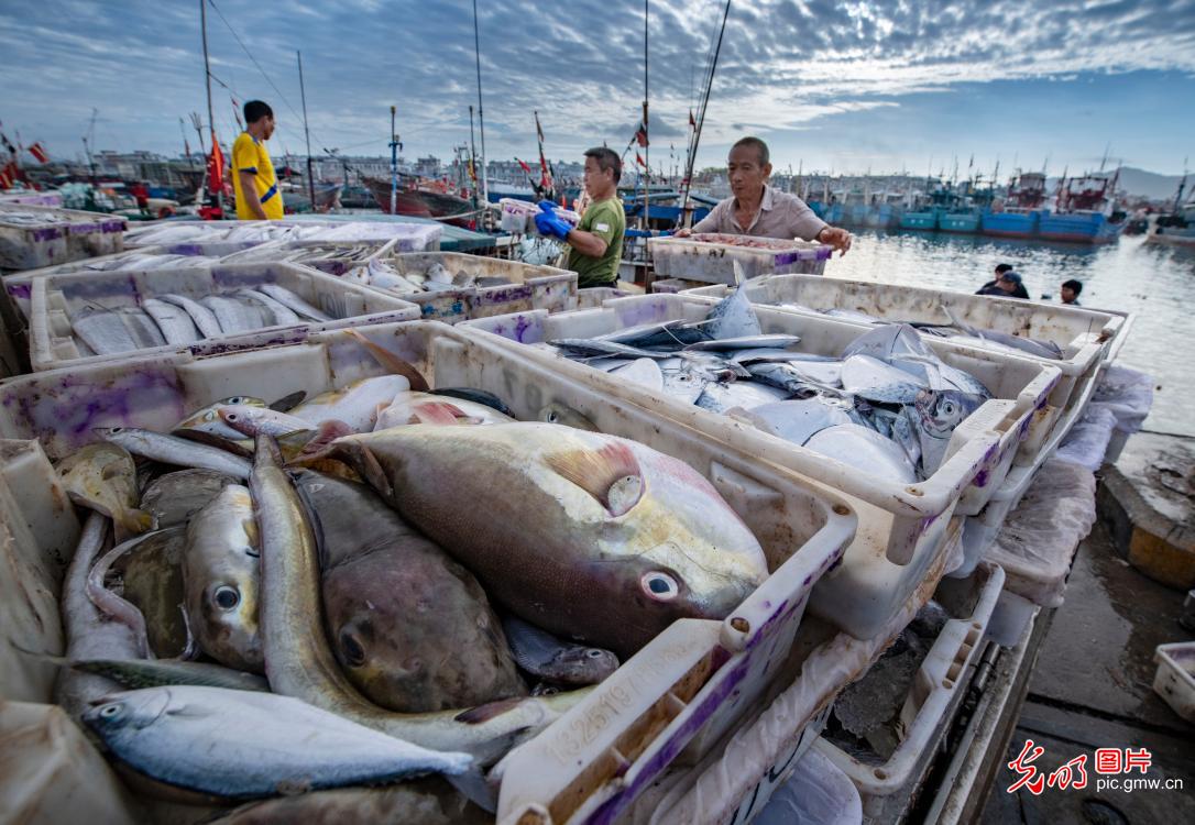 Yazhou Central Fishing Port booming in business