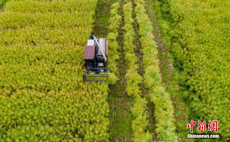 Harvest time for oilseed rape in E China’s Jiangxi Province