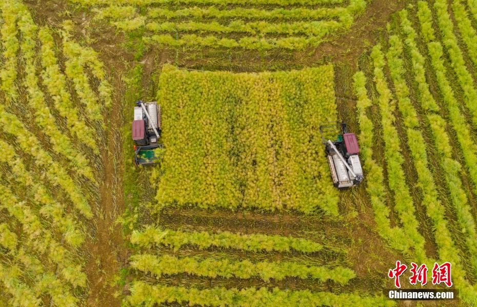 Harvest time for oilseed rape in E China’s Jiangxi Province