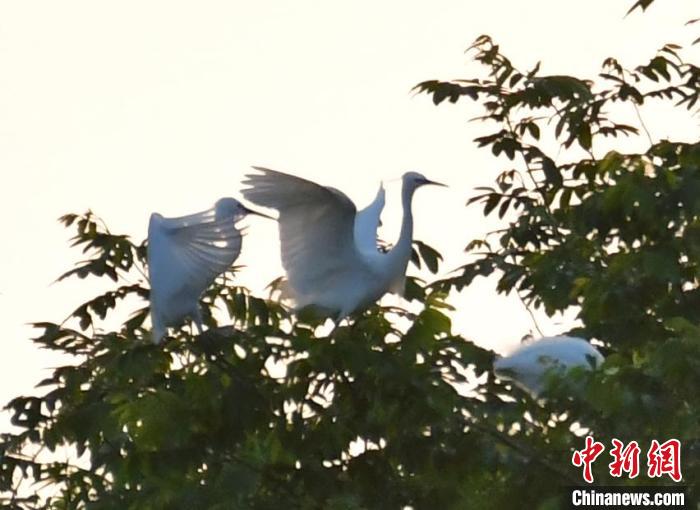 Egrets seen in E China’s Jiangxi Province