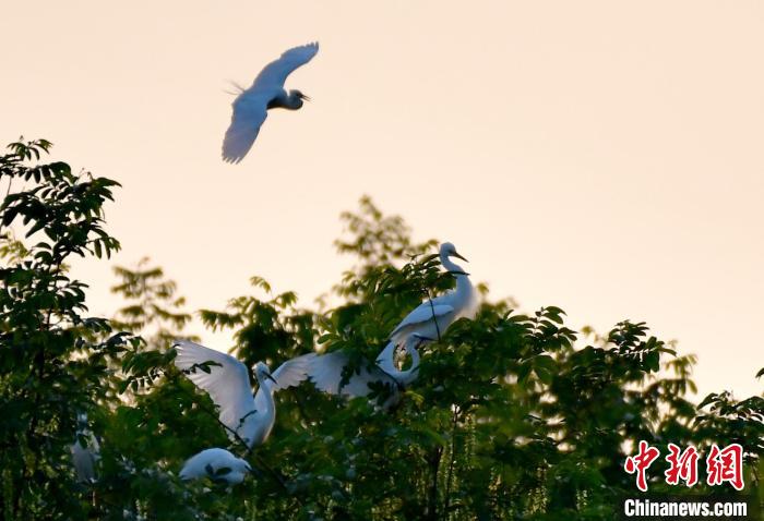 Egrets seen in E China’s Jiangxi Province