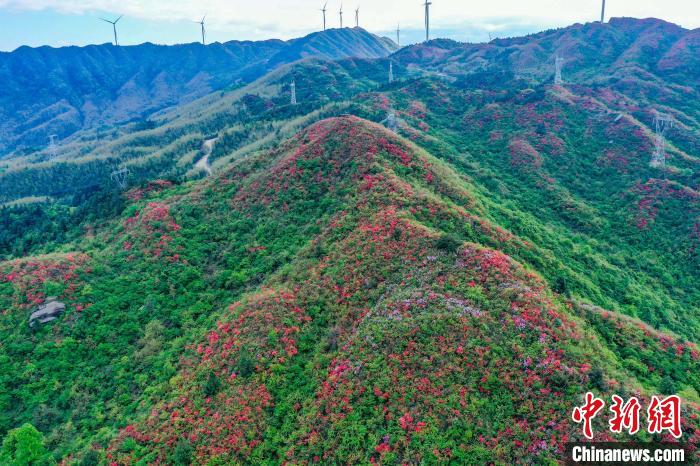 Aerial view of blooming azalea in E China’s Jiangxi Province