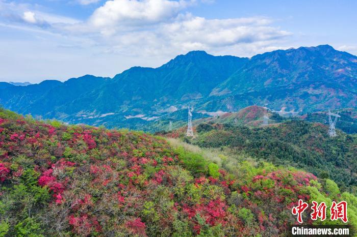 Aerial view of blooming azalea in E China’s Jiangxi Province