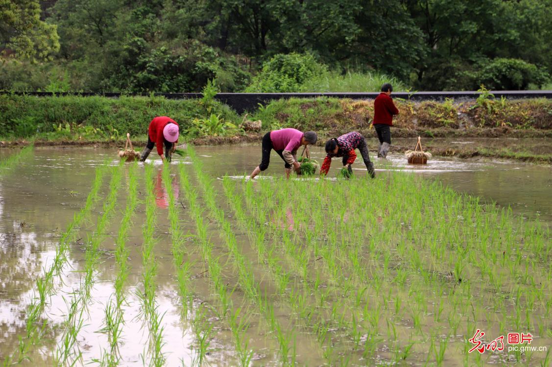 Farmers plant regenerative rice in E China's Jiangxi