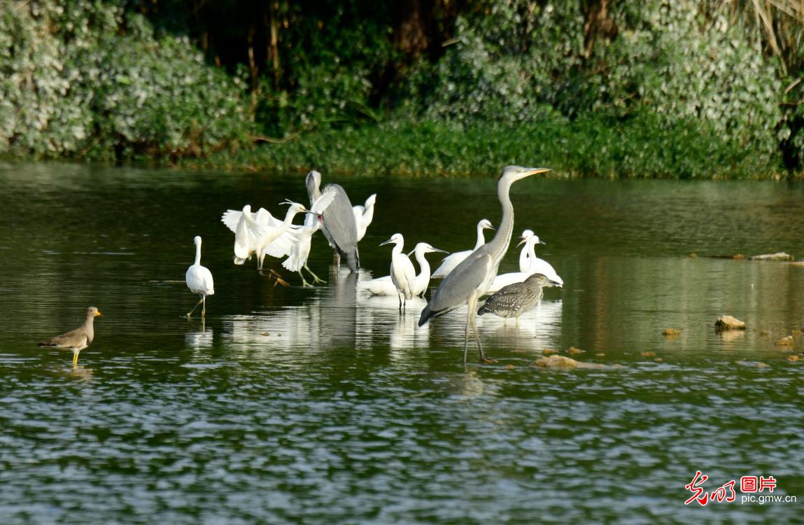 Wetland conservation safeguards wild waterfowl habitats