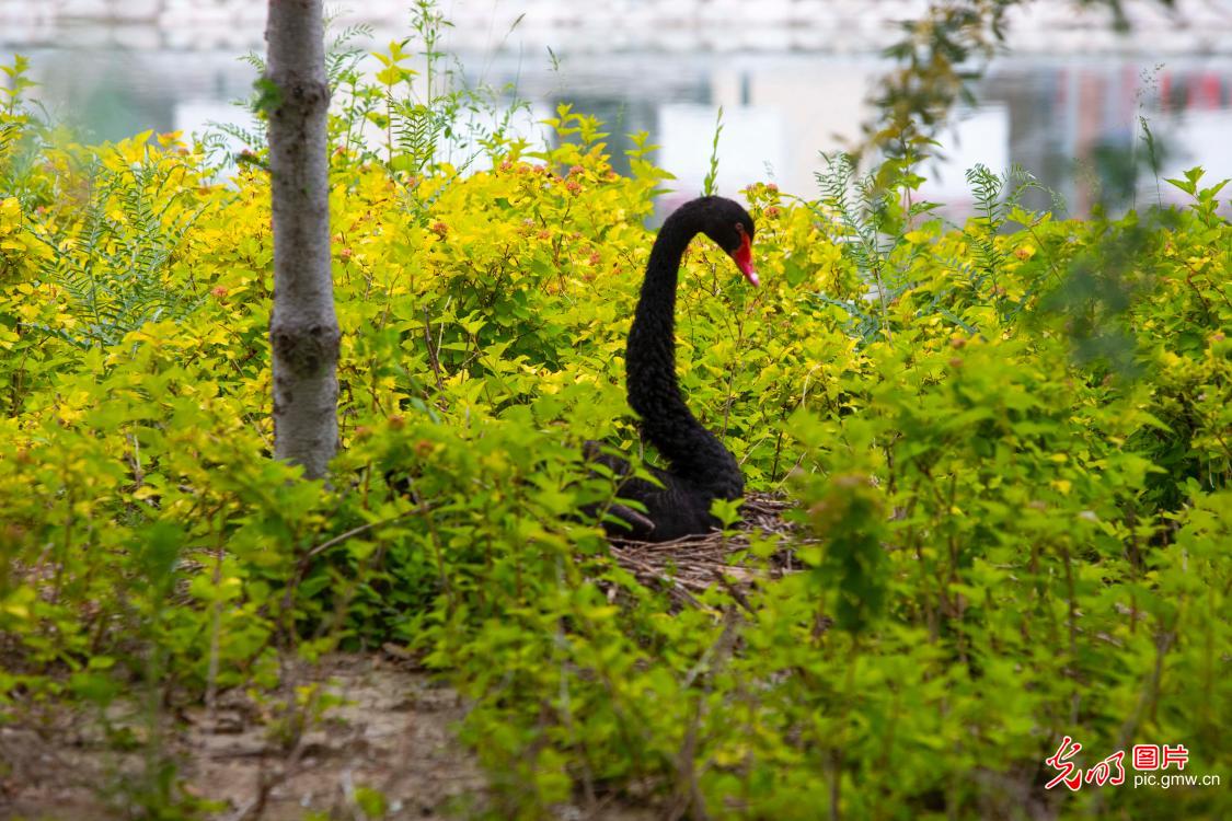 Building ecological city of Horgos in NW China's Xinjiang