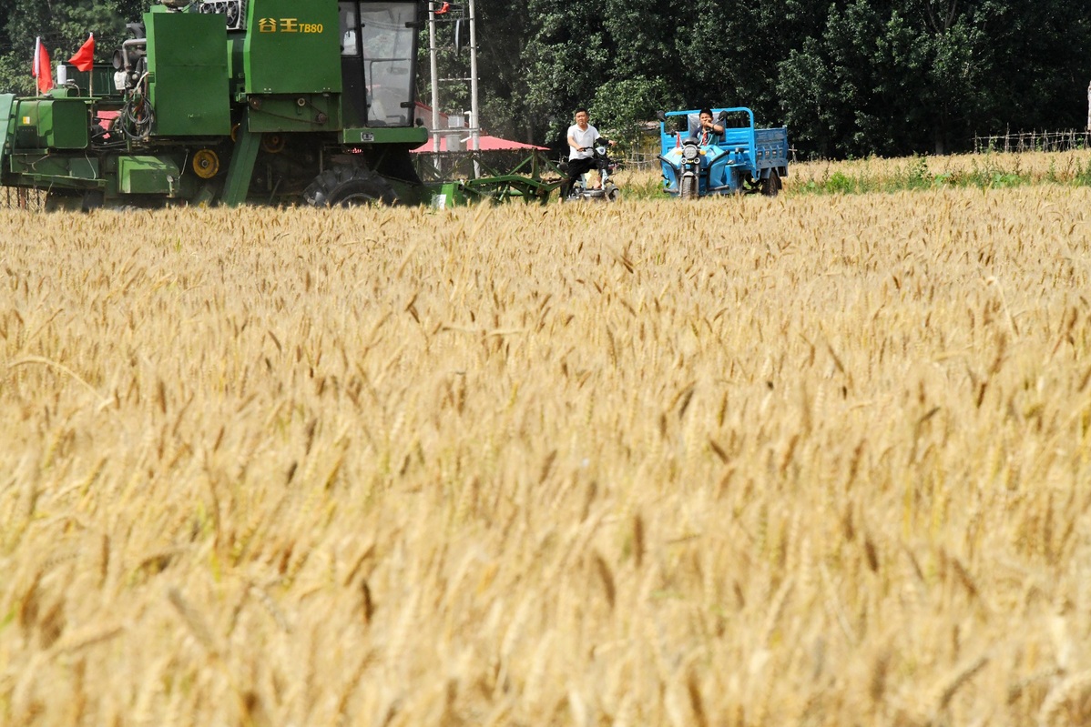 Wheat harvest underway in Hebei