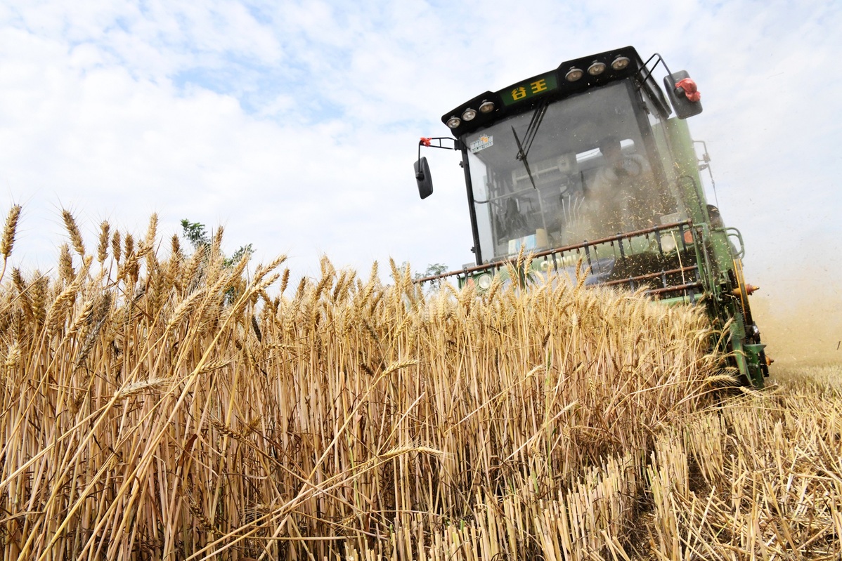 Wheat harvest underway in Hebei