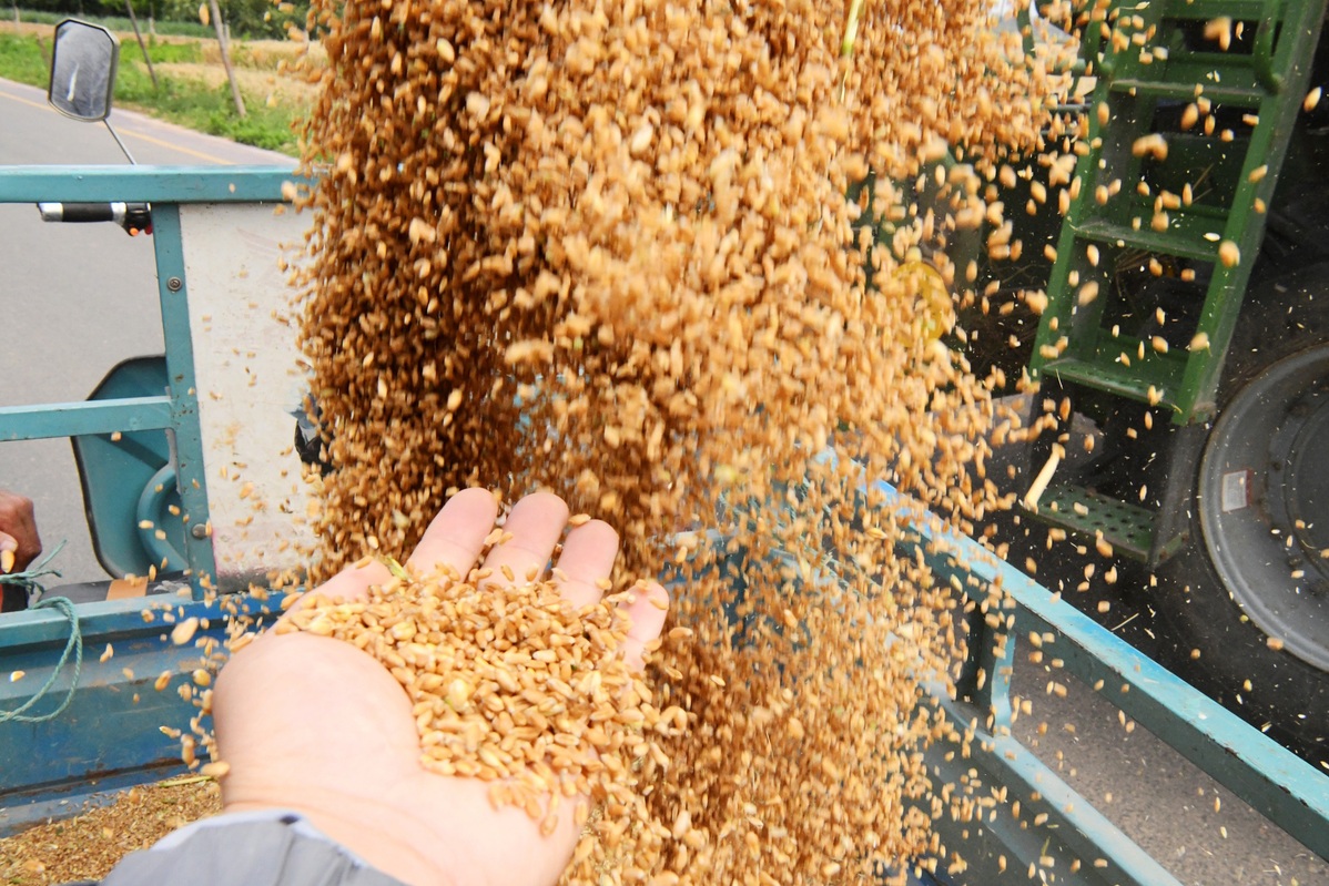 Wheat harvest underway in Hebei