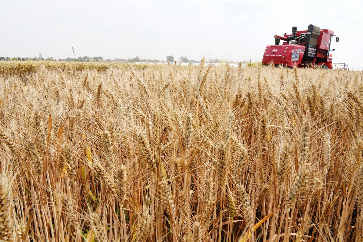 Wheat harvest underway in Hebei