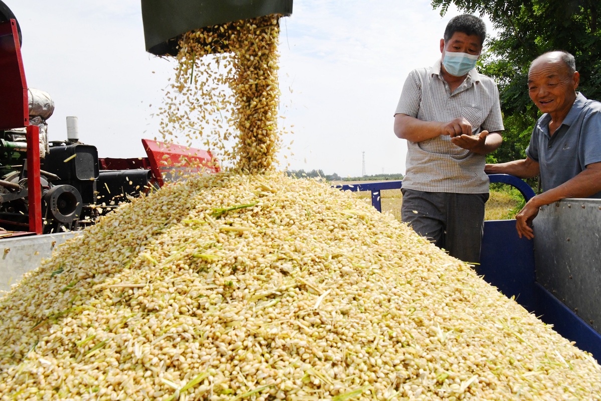 Wheat harvest underway in Hebei