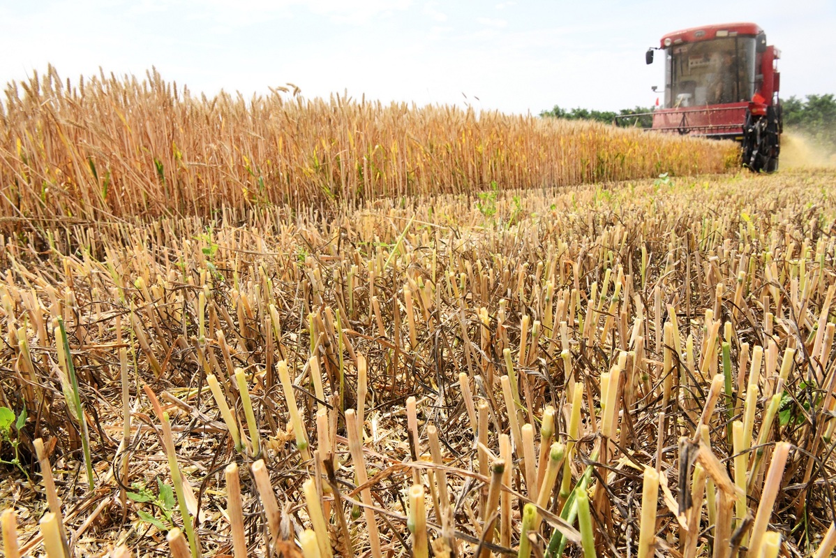 Wheat harvest underway in Hebei