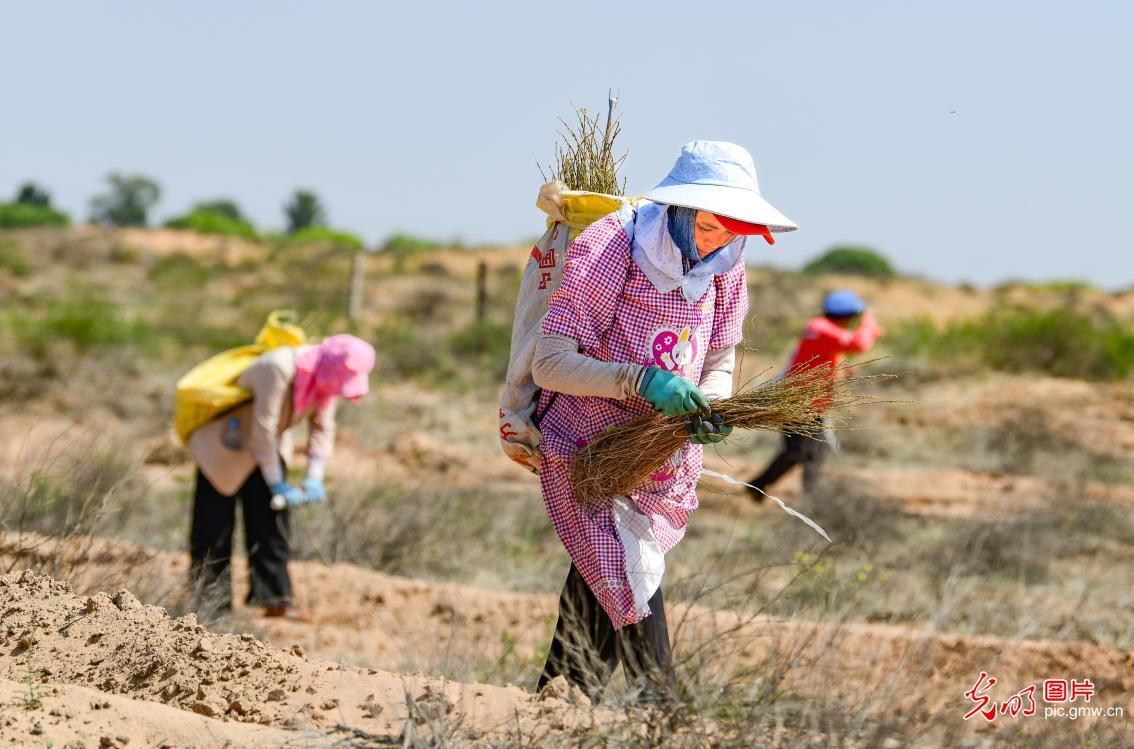 Planting caragana for desert afforestation in N China's Inner Mongolia