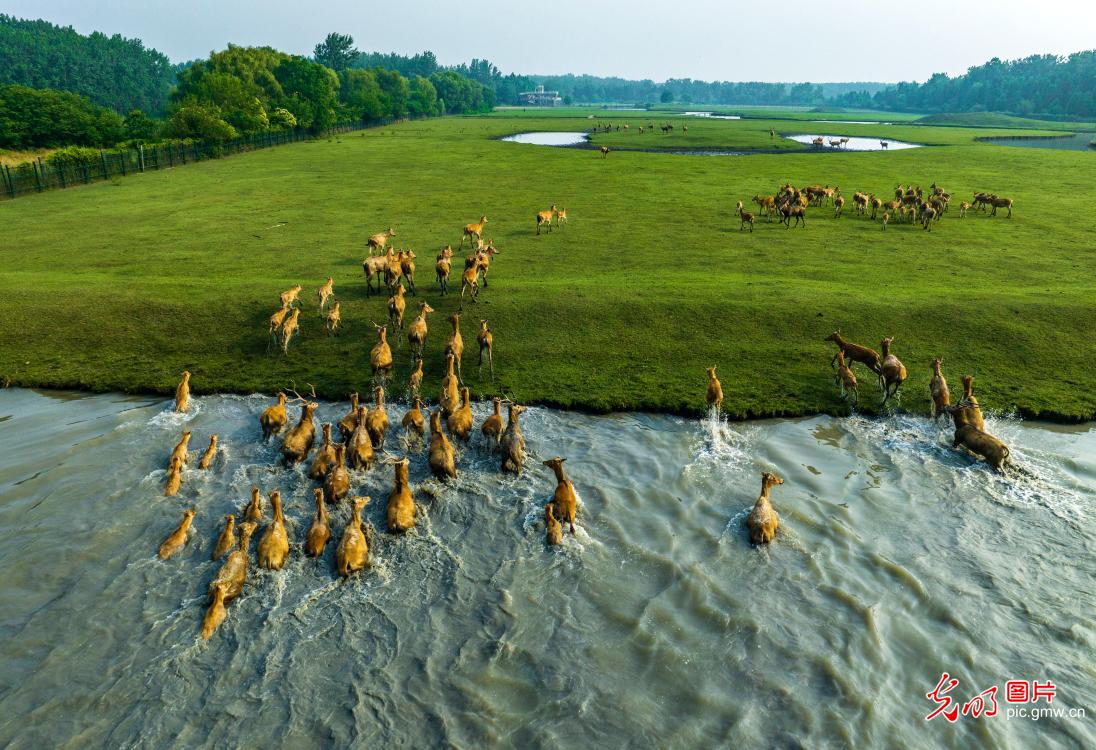 Milu deer inhabit wetland park in E China's Jiangsu
