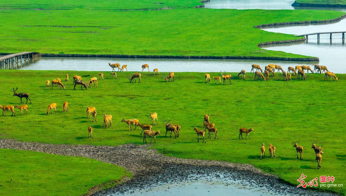Milu deer inhabit wetland park in E China's Jiangsu
