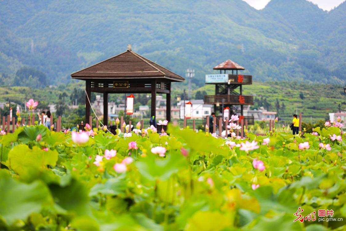 Thousand-mu lotus pond attracts tourists