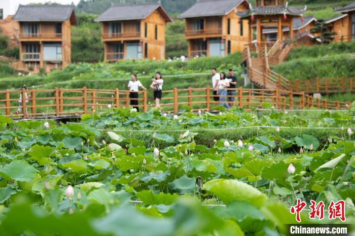 Blooming lotus flowers attract tourists in SW China’s Guizhou Province