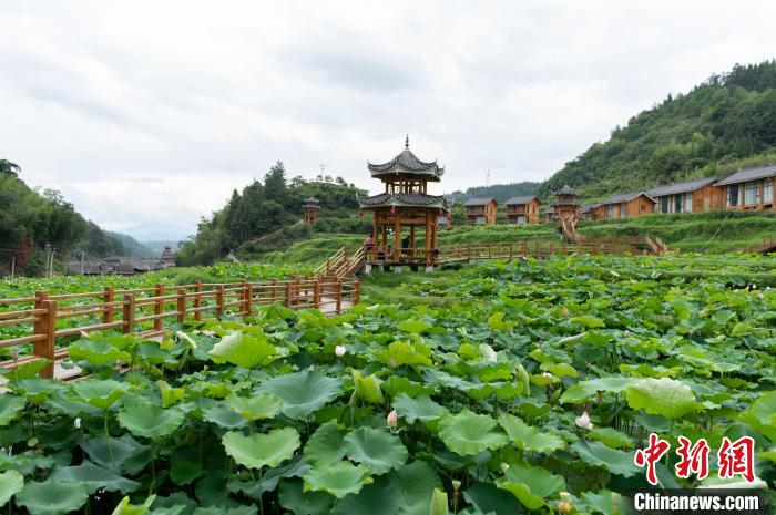Blooming lotus flowers attract tourists in SW China’s Guizhou Province