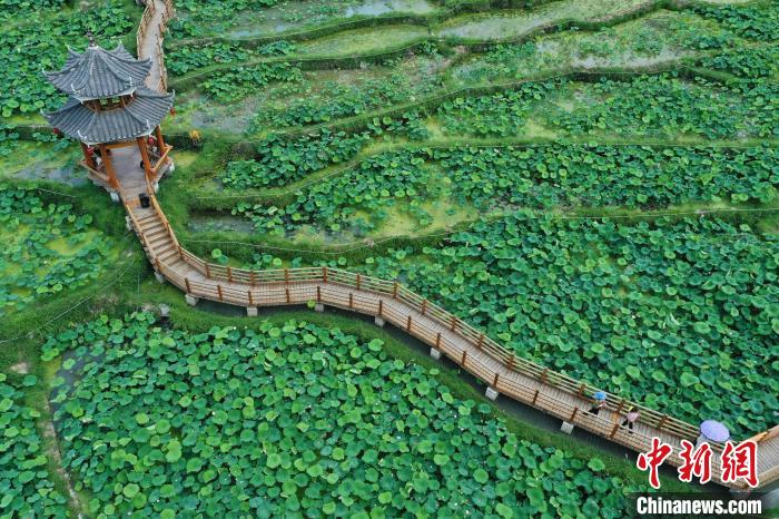 Blooming lotus flowers attract tourists in SW China’s Guizhou Province