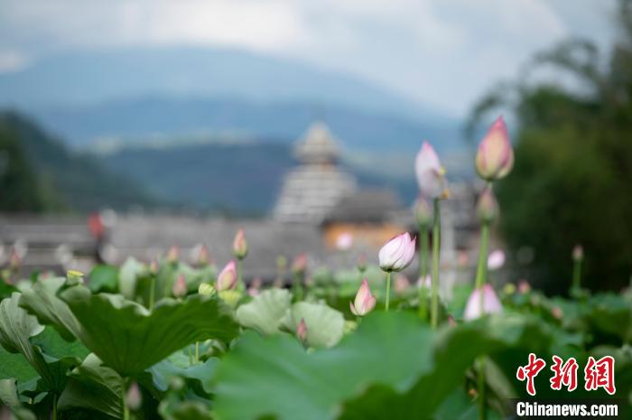 Blooming lotus flowers attract tourists in SW China’s Guizhou Province