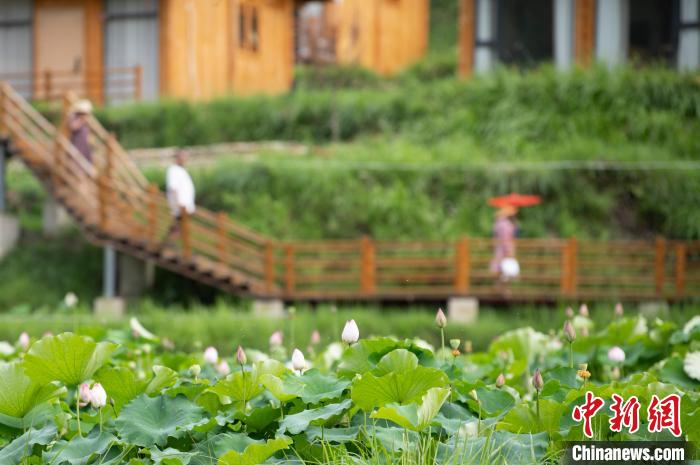 Blooming lotus flowers attract tourists in SW China’s Guizhou Province