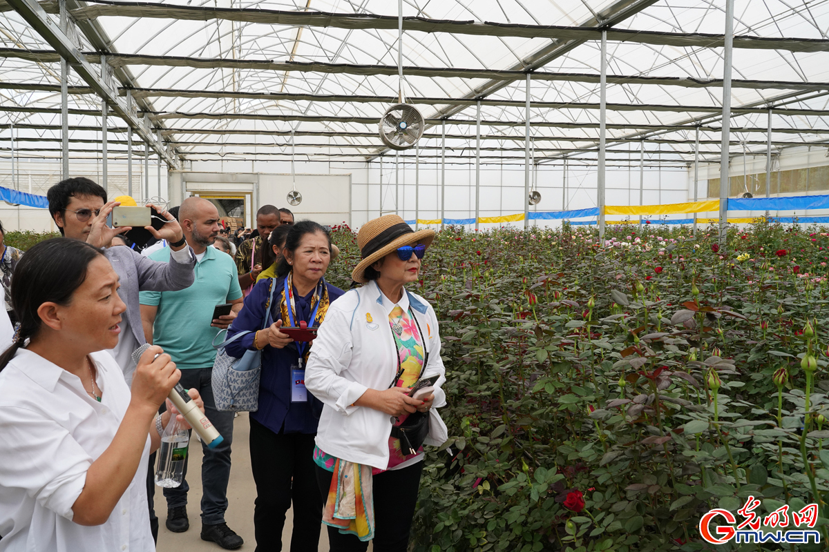 Flourishing rose industry: Delegations explore Jinning District in SW China