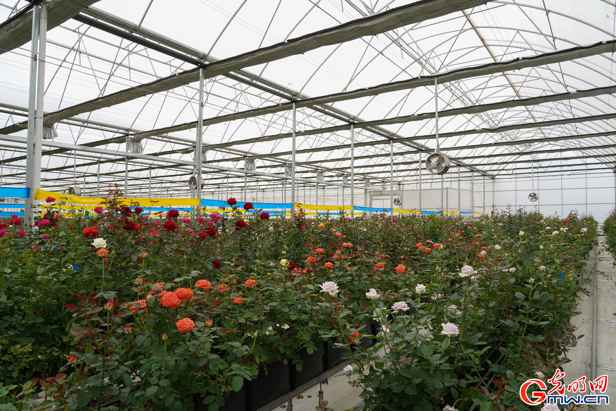 Flourishing rose industry: Delegations explore Jinning District in SW China