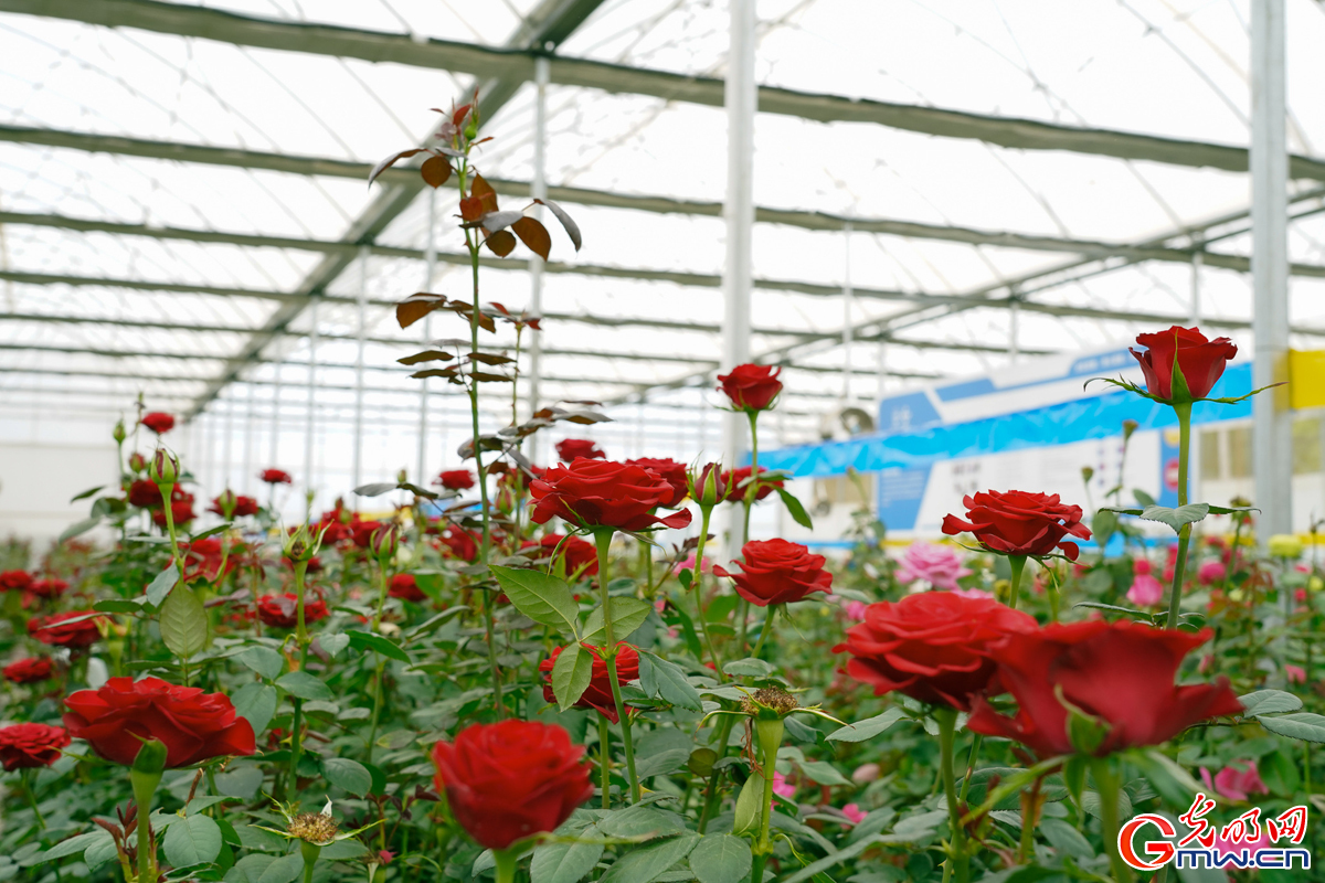 Flourishing rose undustry: Delegations explore Jinning District in SW China