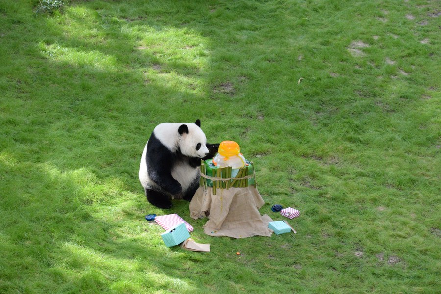 Giant panda Si Hai celebrates 4th birthday in Qatar