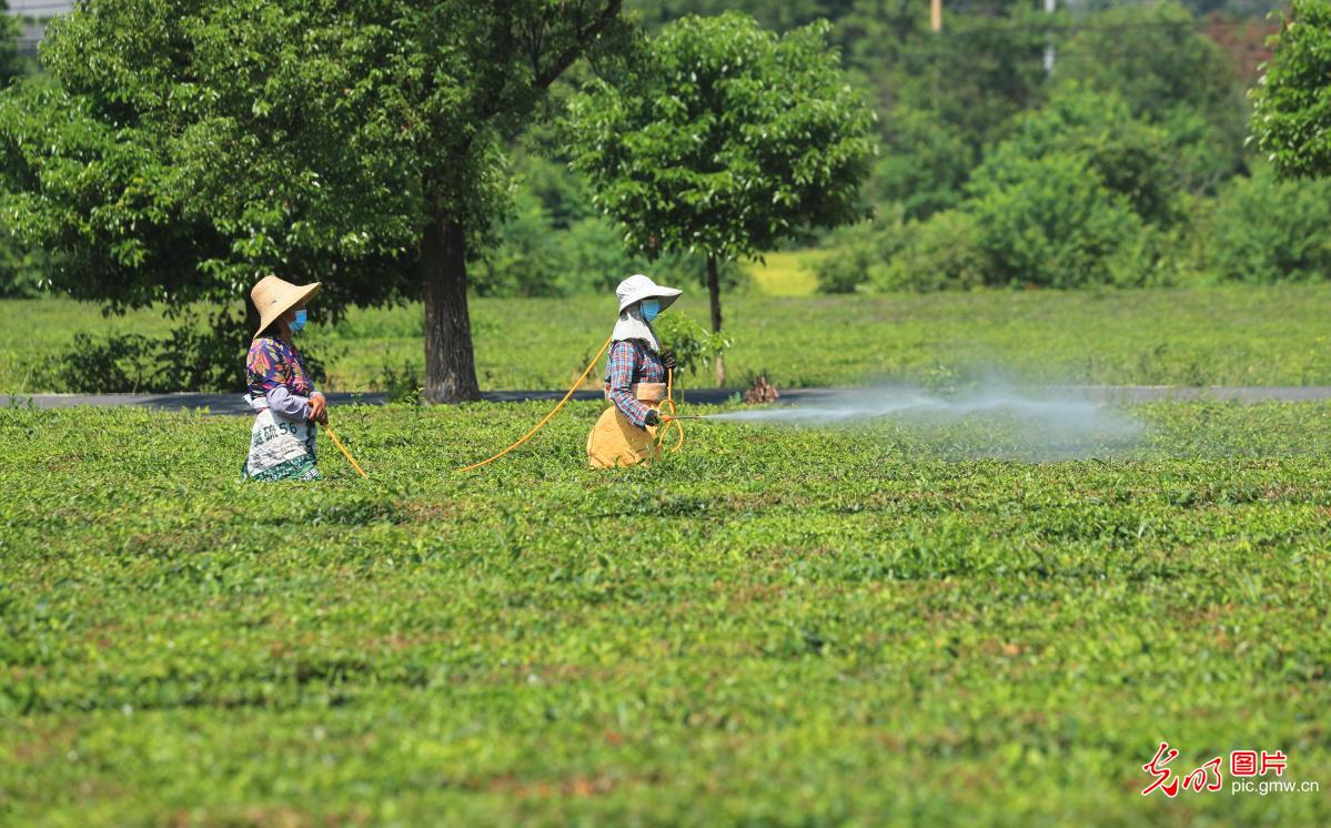 Busy taking care of tea plantation in summer