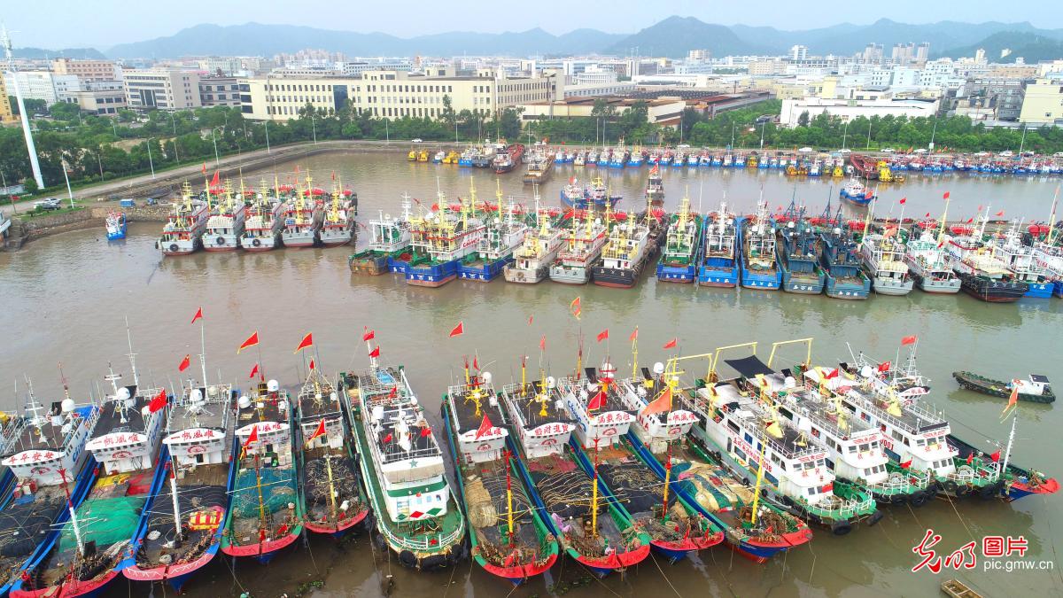 渔船进港积极防台风