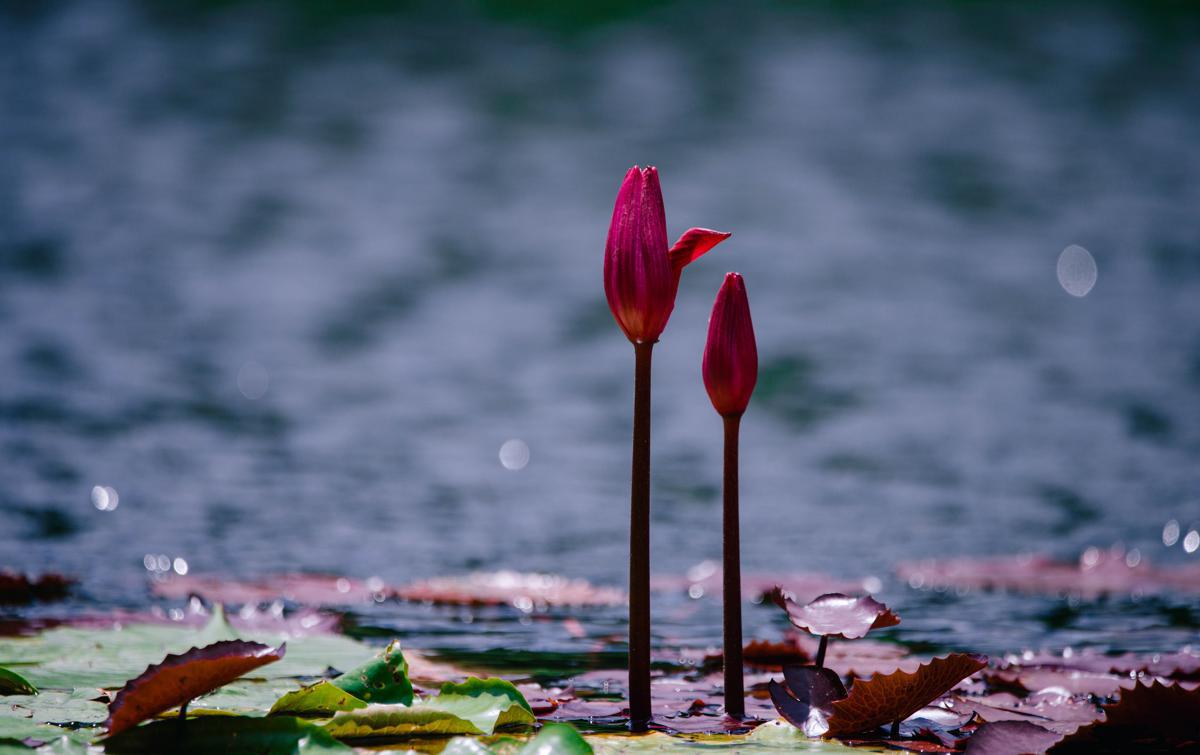 Chenshan Botanical Garden hosts major waterlily showcase