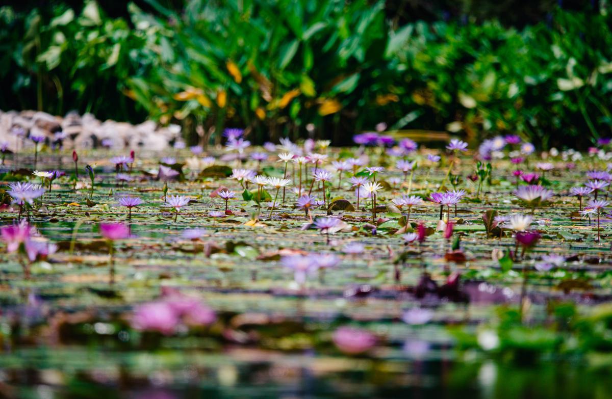 Chenshan Botanical Garden hosts major waterlily showcase