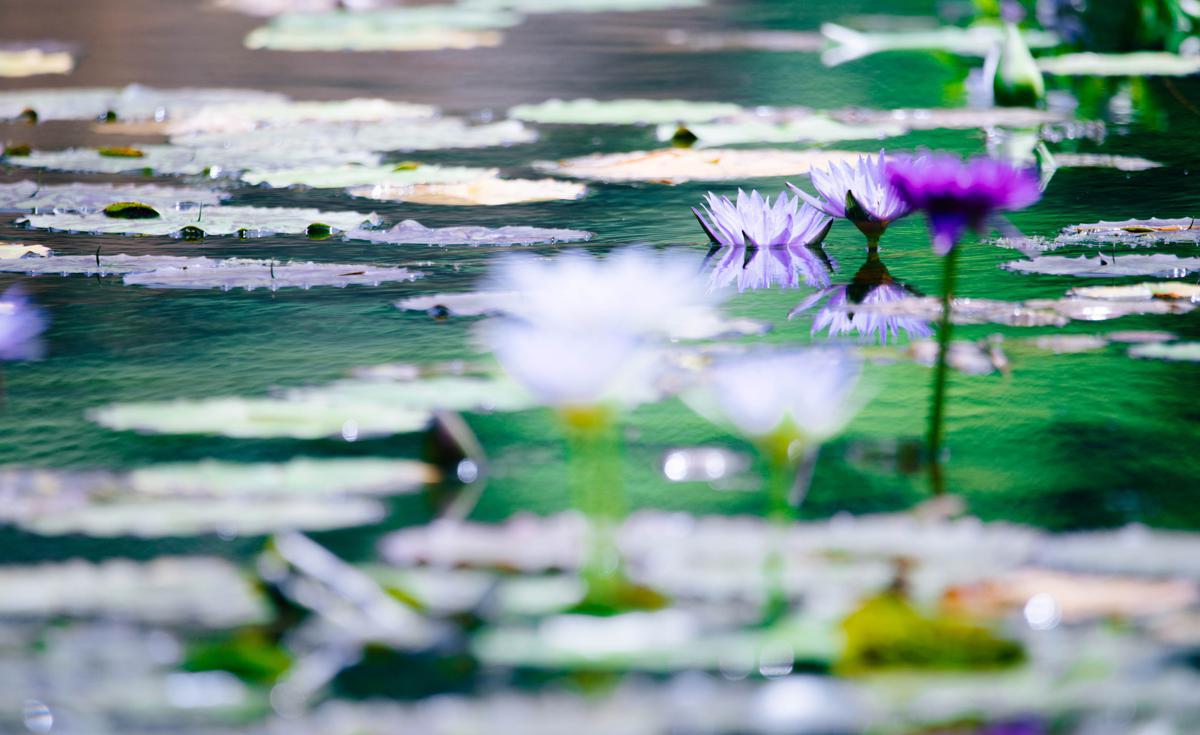 Chenshan Botanical Garden hosts major waterlily showcase