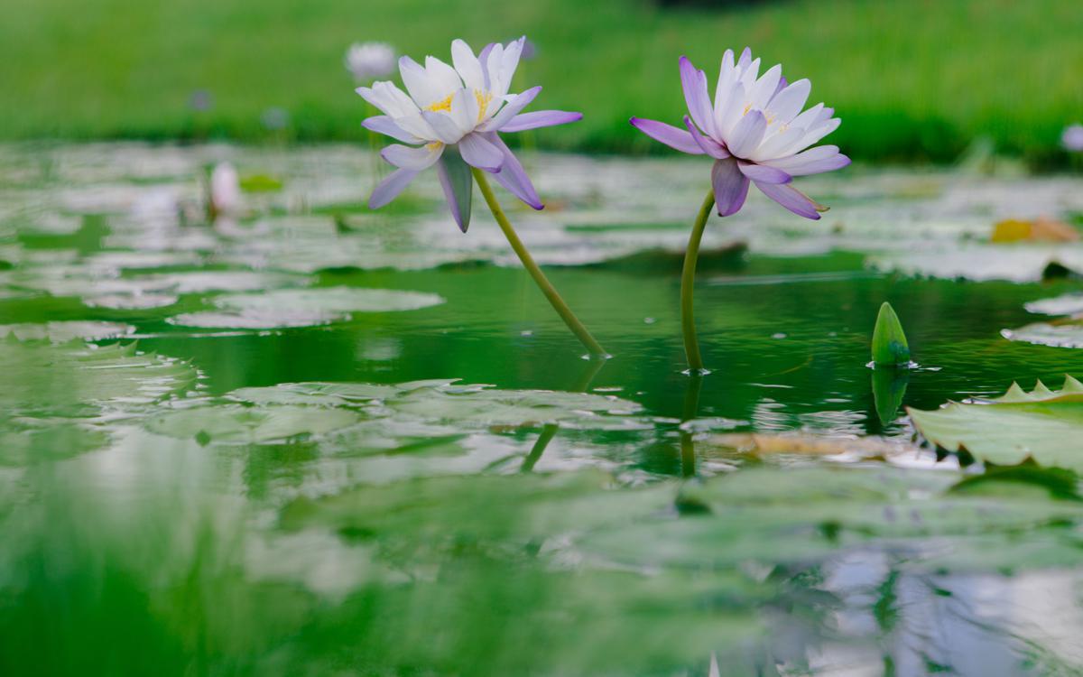 Chenshan Botanical Garden hosts major waterlily showcase