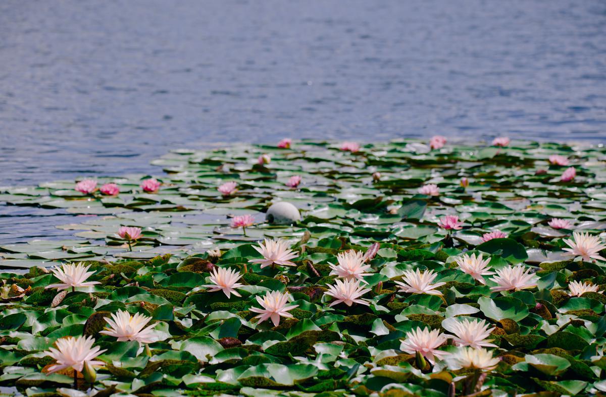 Chenshan Botanical Garden hosts major waterlily showcase