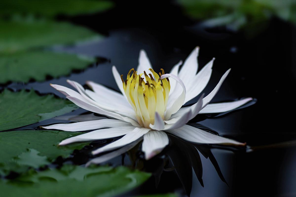 Chenshan Botanical Garden hosts major waterlily showcase