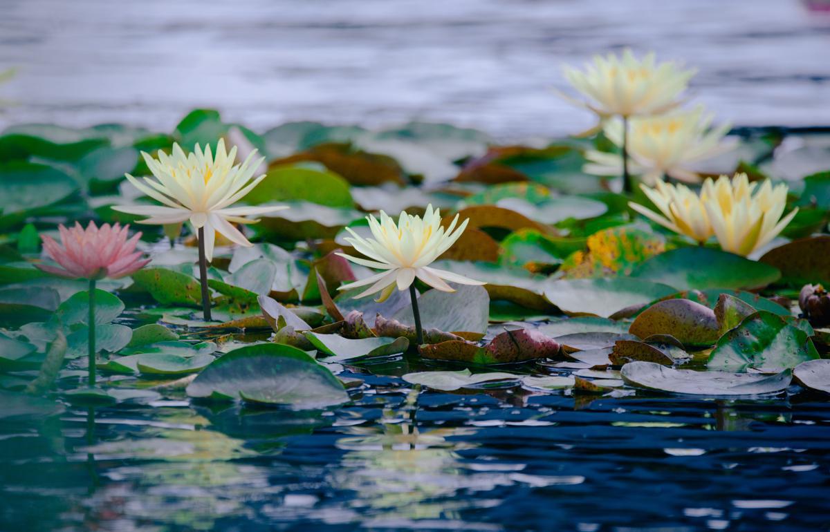 Chenshan Botanical Garden hosts major waterlily showcase