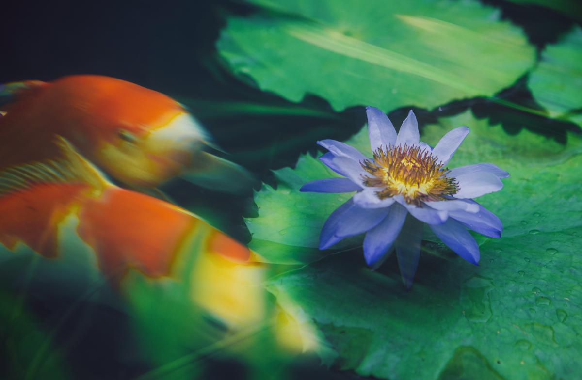 Chenshan Botanical Garden hosts major waterlily showcase