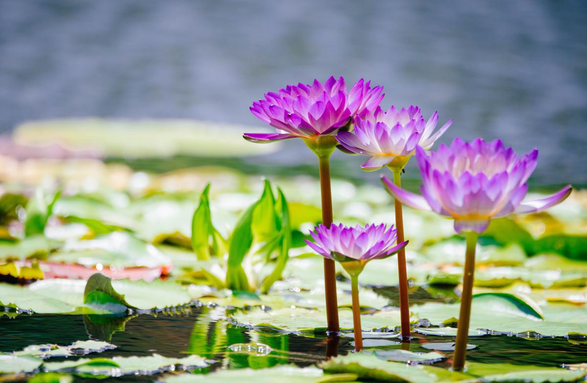 Chenshan Botanical Garden hosts major waterlily showcase