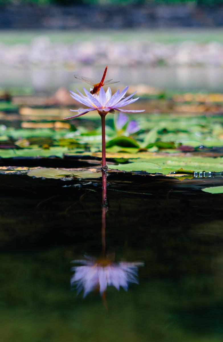 Chenshan Botanical Garden hosts major waterlily showcase