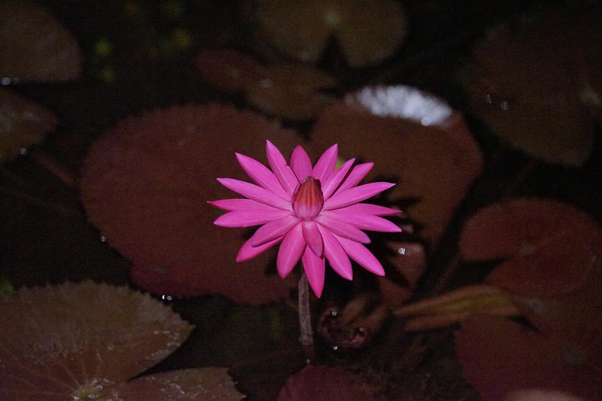 Chenshan Botanical Garden hosts major waterlily showcase